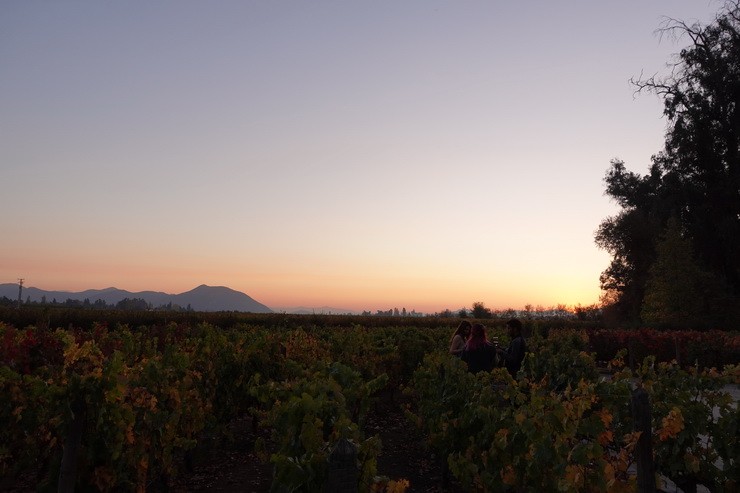 Wine tourism: Making journeys through vineyards more sustainable