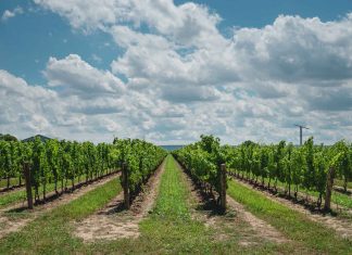 The Ultimate Guide To Prince Edward County, Ontario