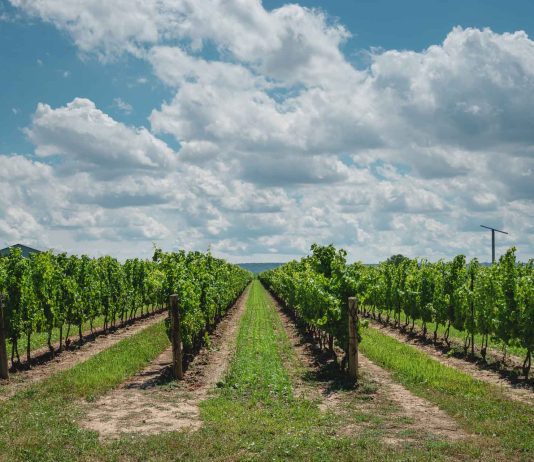 The Ultimate Guide To Prince Edward County, Ontario