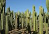 Discover the Enchanting Thiemann Cactus Garden: A Hidden Gem in Marrakech