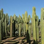 Discover the Enchanting Thiemann Cactus Garden: A Hidden Gem in Marrakech