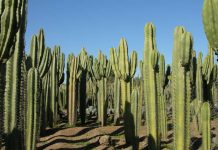 Discover the Enchanting Thiemann Cactus Garden: A Hidden Gem in Marrakech