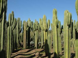 Discover the Enchanting Thiemann Cactus Garden: A Hidden Gem in Marrakech