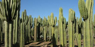 Discover the Enchanting Thiemann Cactus Garden: A Hidden Gem in Marrakech