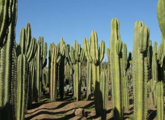 Discover the Enchanting Thiemann Cactus Garden: A Hidden Gem in Marrakech