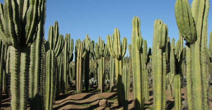 Discover the Enchanting Thiemann Cactus Garden: A Hidden Gem in Marrakech