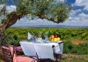 Viticulture in Morocco