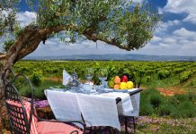 Viticulture in Morocco