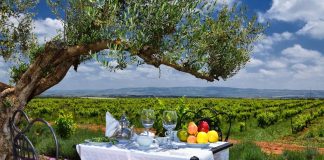 Viticulture in Morocco