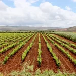 Val d’Argan Winery Experience