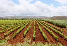 Val d’Argan Winery Experience