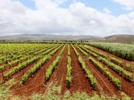 Val d’Argan Winery Experience