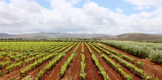 Val d’Argan Winery Experience