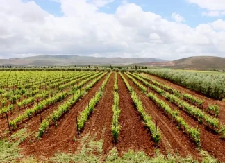 Val d’Argan Winery Experience