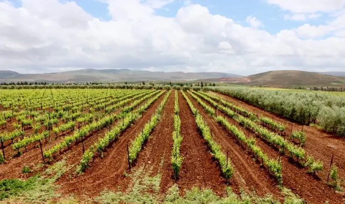 Val d’Argan Winery Experience Val d’Argan Winery Experience