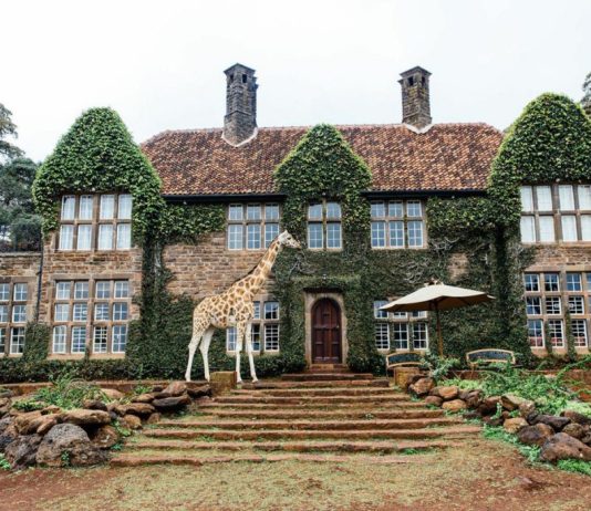 The 10 Best Countries for an African Safari